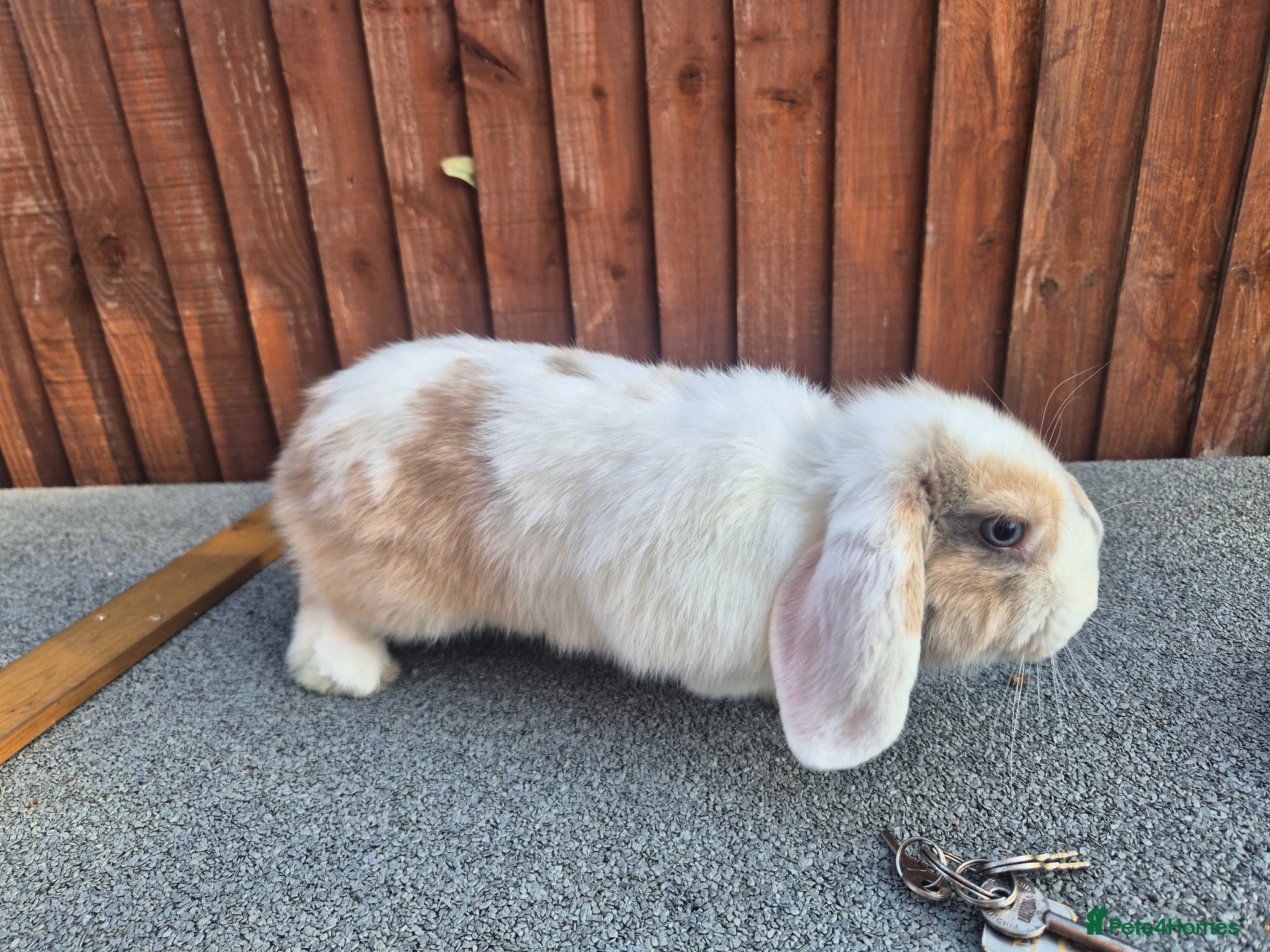 Mini Lop rabbits Gorgeous boy Ready now  - Advert 2