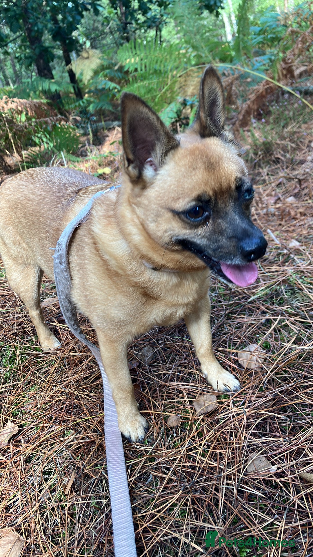 Jack Russell dogs for sale: Jack Russell girl puppies x2 - Advert 7