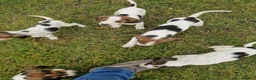 Mixed Breed dogs for sale: Litter of 8 beagle puppies  in Kilmarnock - Advert 4