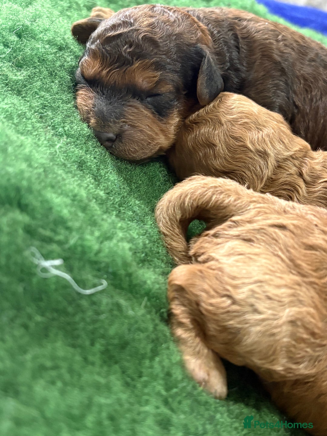 Cockapoo dogs for sale: Beautiful f1b cockapoo  - Advert 5