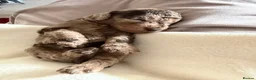 Cockapoo dogs for sale: Cockapoo experience from birth to home 12.5.26 🥰 - Advert 26