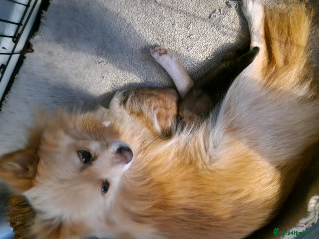 Pomeranian dogs for sale: Pomeranian - Advert 3