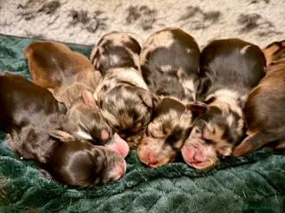 Cockapoo dogs F1 Cockapoo Puppies - Advert 5