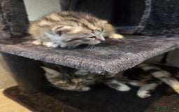 Mixed Breed cats for sale: Mixed colour tabby kittens - Image 28