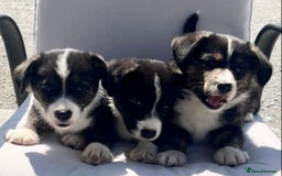 Welsh Corgi Cardigan dogs for sale: 🌟Beautiful Cardigan Corgi tri colour pups🌟 - Image 4
