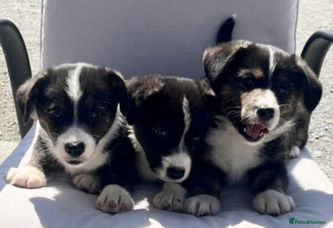 Welsh Corgi Cardigan dogs for sale: 🌟Beautiful Cardigan Corgi tri colour pups🌟 - Image 4