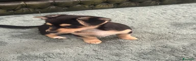 Puppy 4