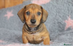 Dachshund dogs for sale: Dachshunds  - Image 8