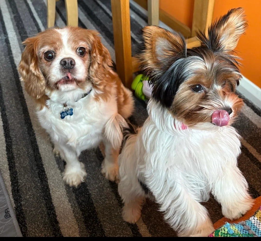 Biewer Terrier dogs for sale: Stunning Biewer Terrier Girl Needs Loving Home  - Advert 9