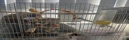 Canaries birds for sale: Connery - Advert 2