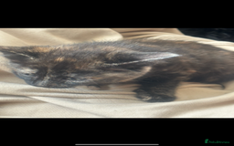 Domestic Shorthair cats for sale: Beautifull kittens  - Image 6
