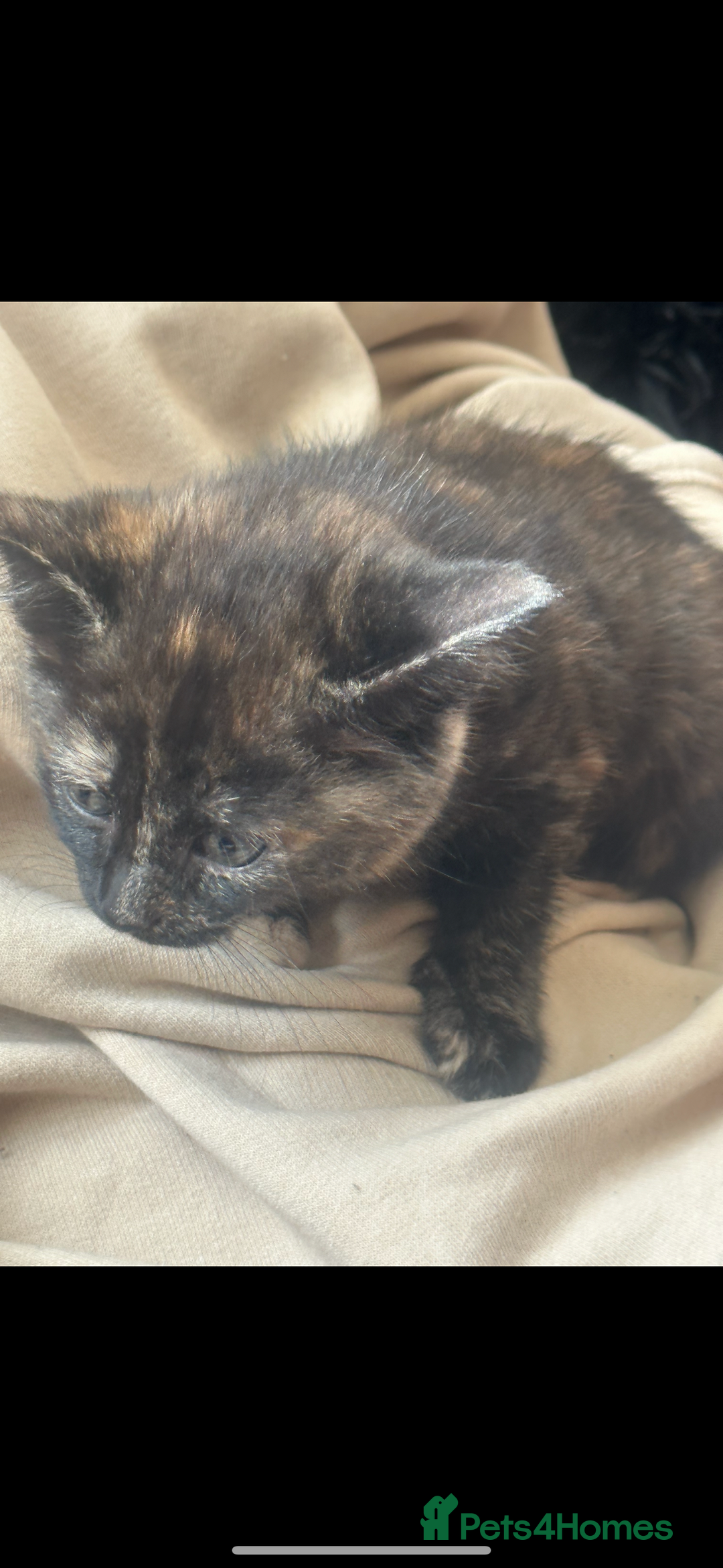 Domestic Shorthair cats for sale: Beautifull kittens  - Image 6