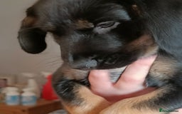 Mixed Breed dogs for sale: Puppies - Image 6