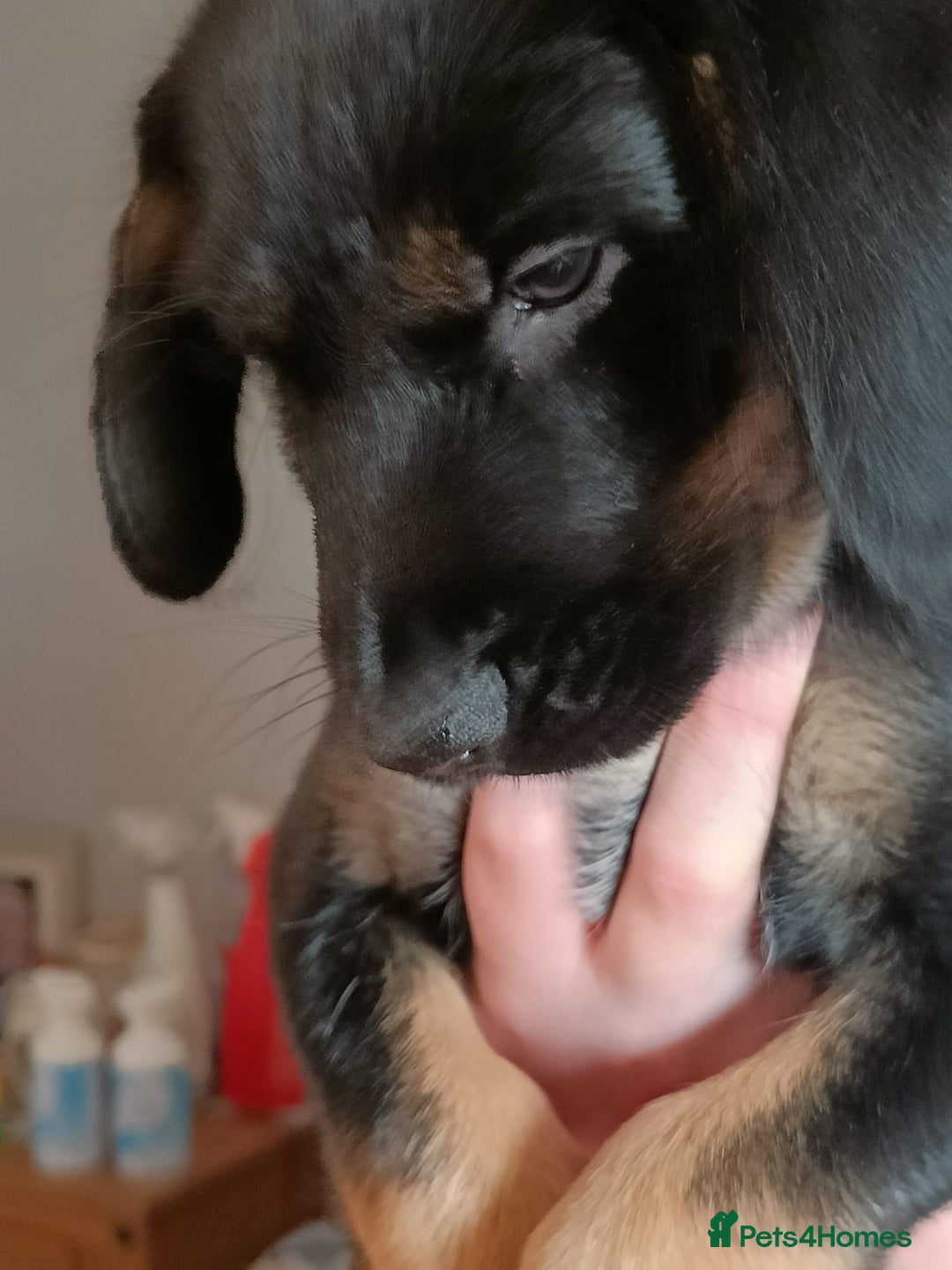 Mixed Breed dogs for sale: Puppies - Image 6