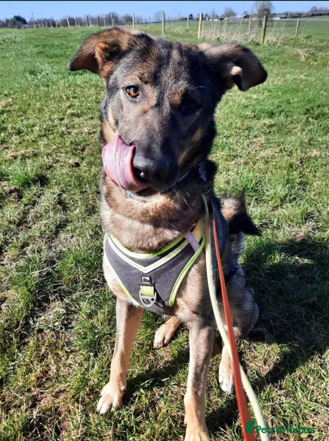 Mixed Breed dogs for adoption: Meet Ozzy, currently residing in Cheshire  in Nantwich - Advert 7