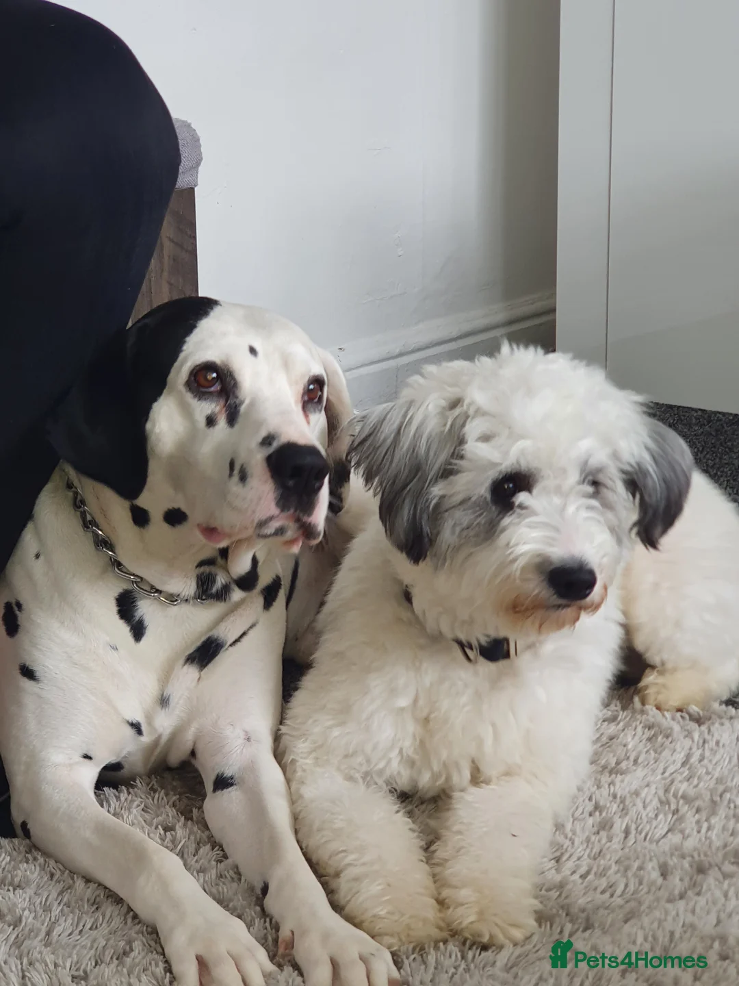 Dalmatian dogs for sale: Dalmation and mix bread  - Advert 2