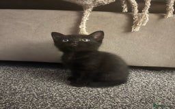Persian cats for sale: Half Persian Kittens  - Image 16