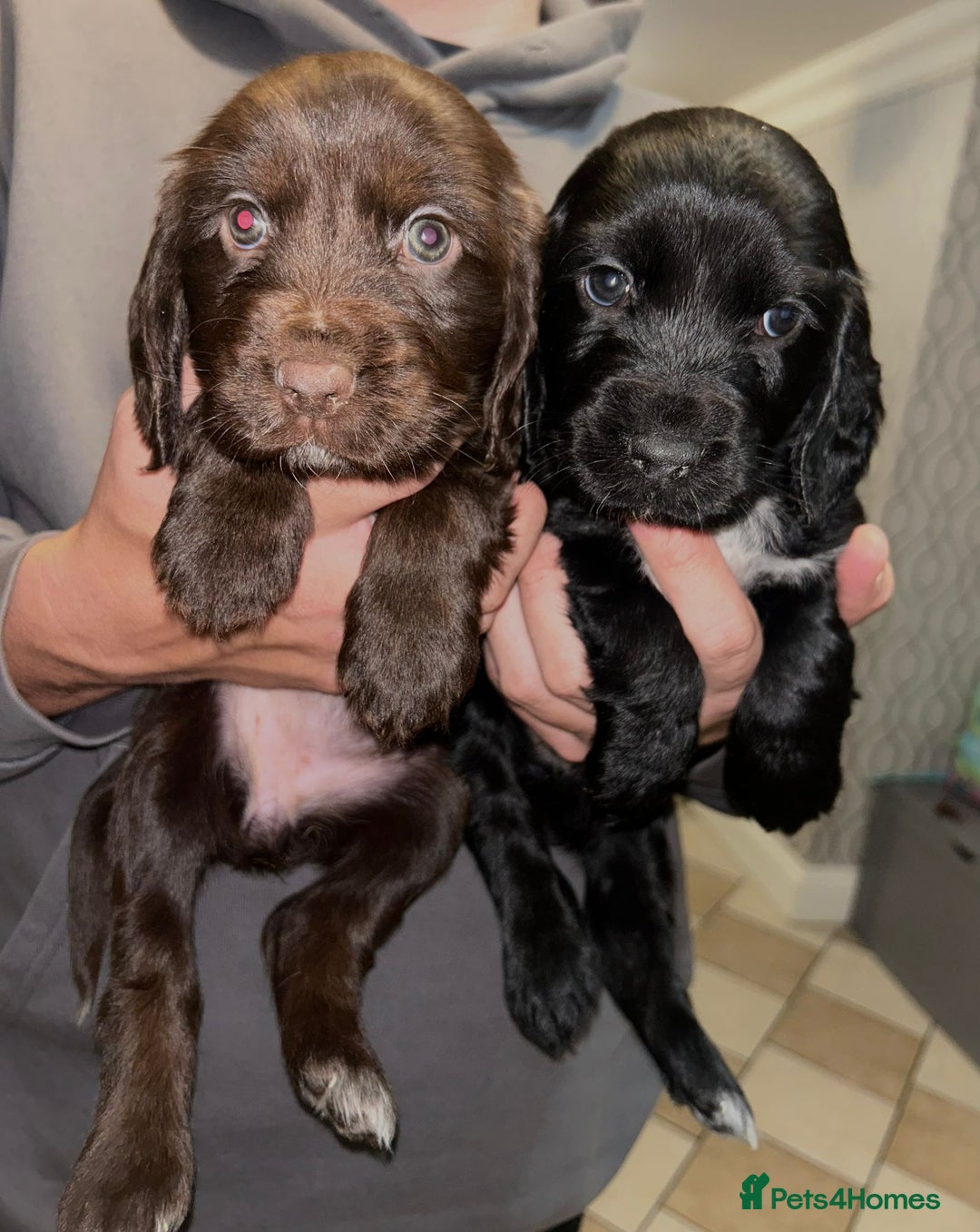 Sprocker dogs for sale: Beautiful Sprocker Spaniel Puppies - Image 1
