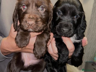 Sprocker dogs for sale - Advert 1