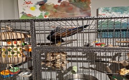 Parrots birds for sale: Bronze wing Pionus female 3 years old - Image 11