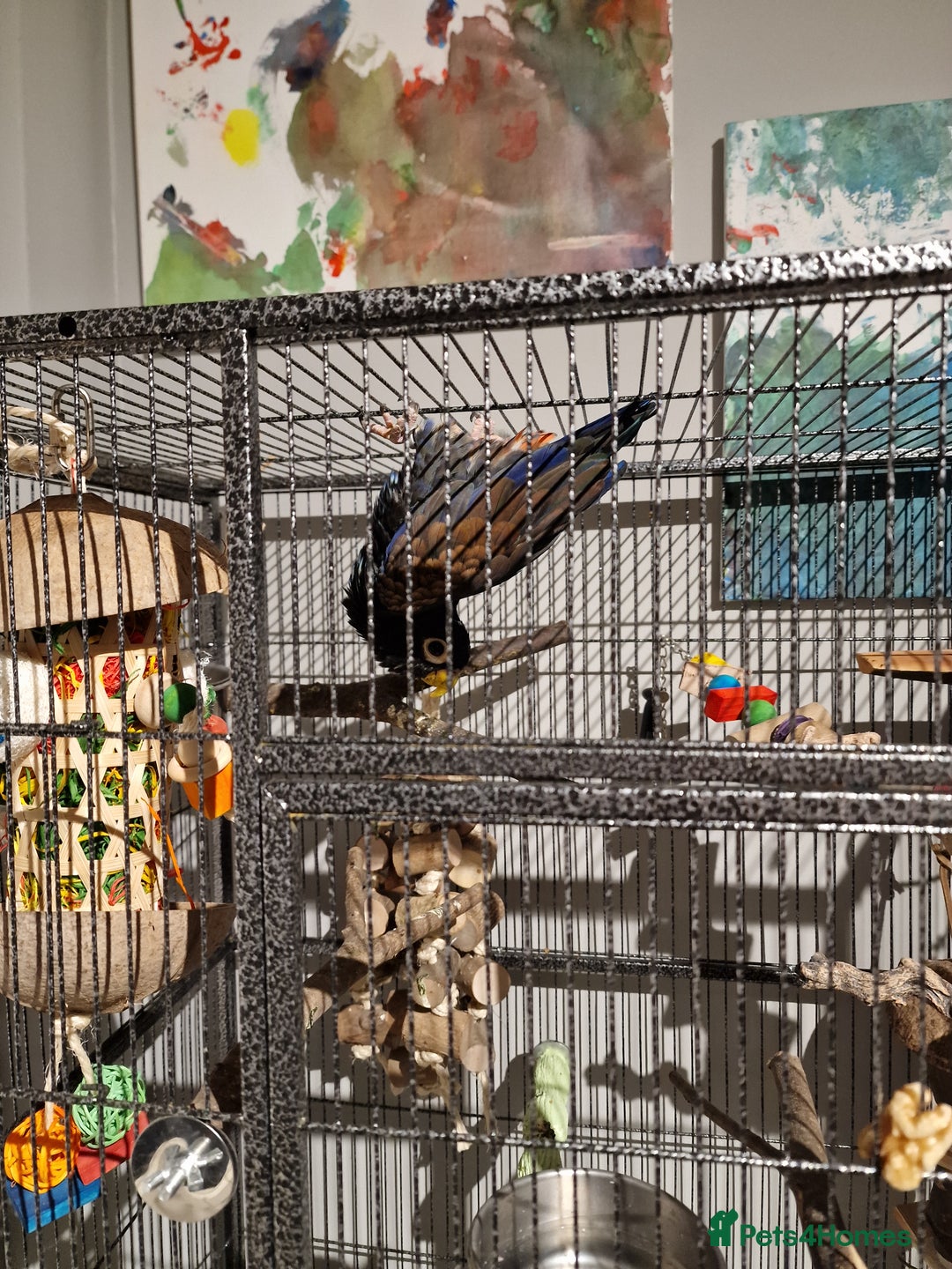 Parrots birds for sale: Bronze wing Pionus female 3 years old - Image 11