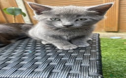 Mixed Breed cats for sale: 3 2 month old TORTIE x BRITISH SHORTHAIR KITTENS - Image 22