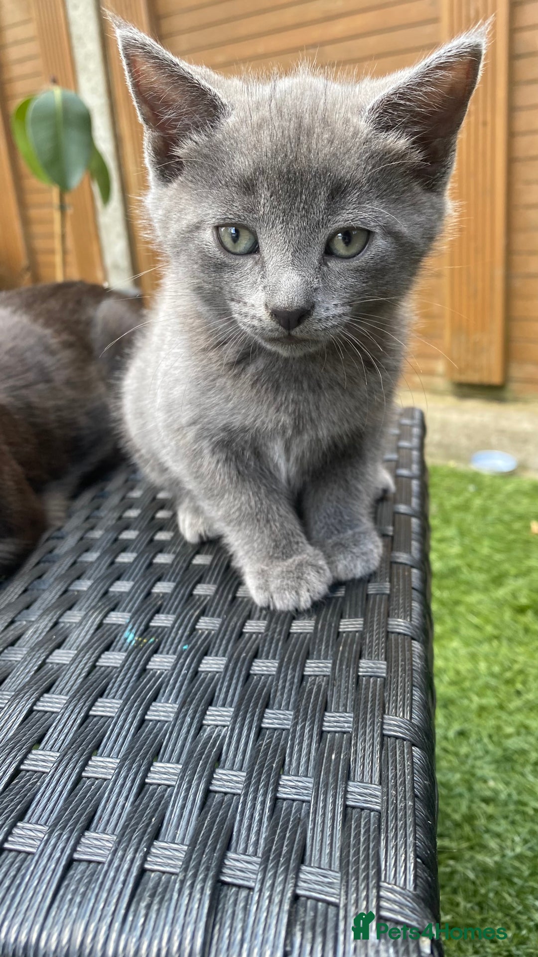 Mixed Breed cats for sale: 3 2 month old TORTIE x BRITISH SHORTHAIR KITTENS - Image 22