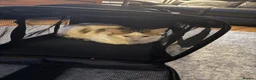 Mixed Breed cats for sale: Kittens for sale  - Advert 6