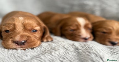 Cocker Spaniel dogs - Advert 7