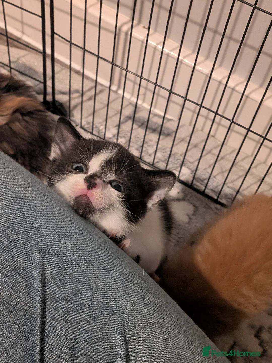 Selkirk Rex cats for sale: Beautiful Kittens – From Pedigree Selkirk Rex Mum - Advert 24