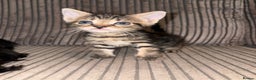 Domestic Shorthair cats for sale: 4 gorgeous Tabby kittens ready 26-1-26 - Advert 17
