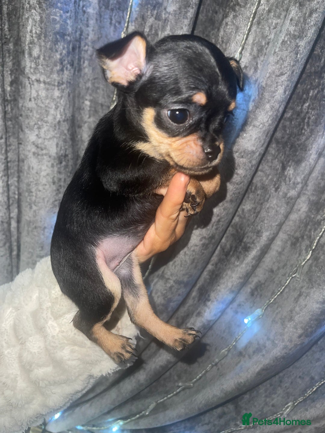 Mixed Breed dogs for sale: Jackapoo/French bulldog  - Advert 6