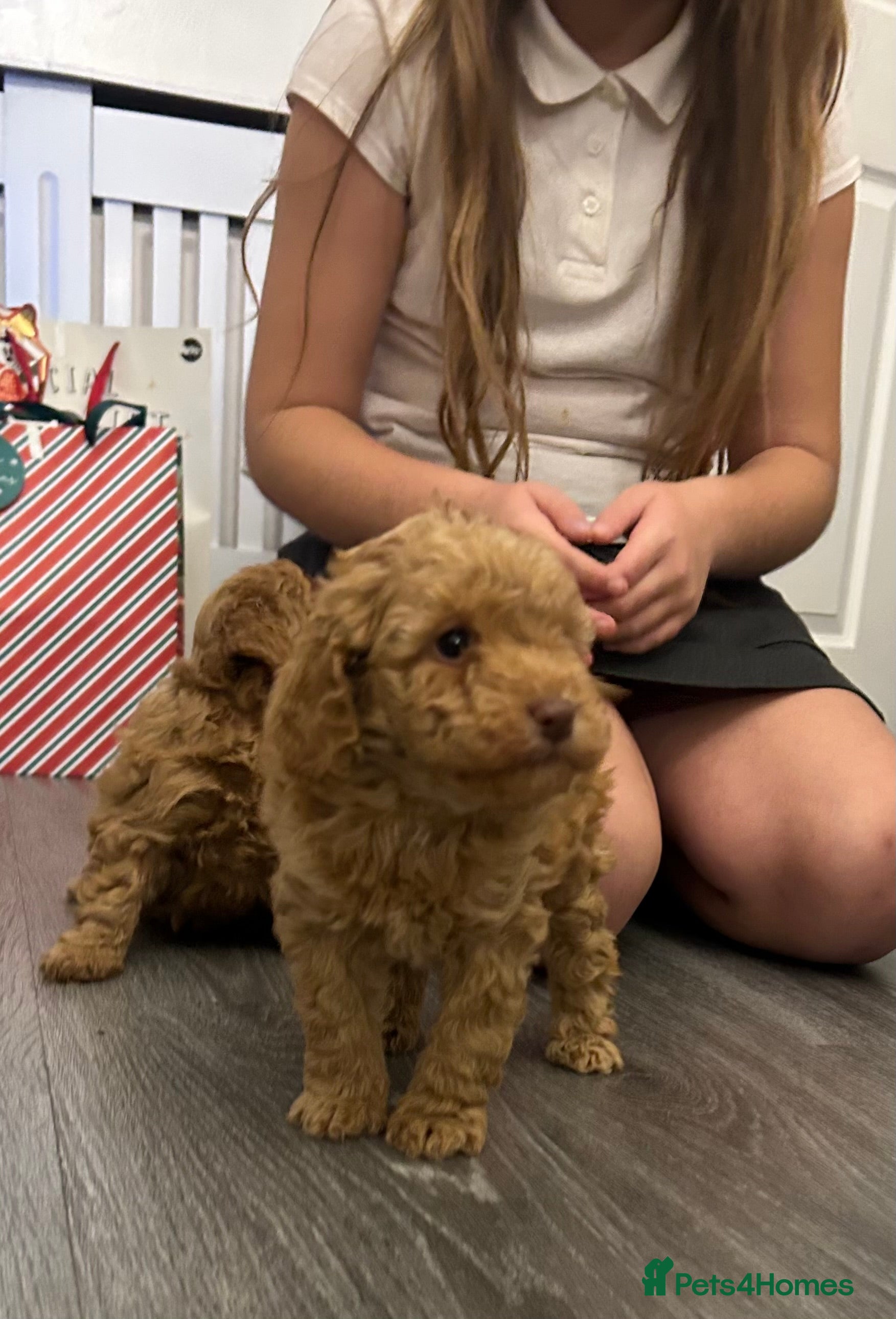 Toy Poodle dogs Toy poodle - Advert 1