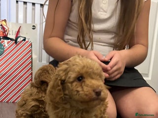 Toy Poodle dogs Toy poodle - Advert 1