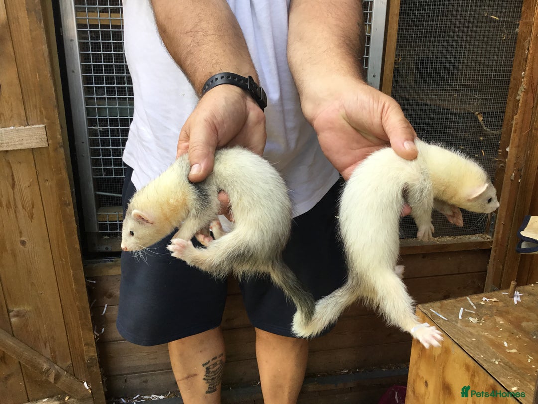 Ferret rodents for sale: Ferrets For Sale  - Image 6