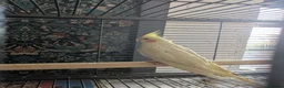 Cockatiels birds for sale: Lutino cockatiel hand reared baby tamed in Bradford - Advert 5
