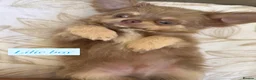 Chihuahua dogs for sale: Beautiful chihuahuas in Badminton - Advert 2