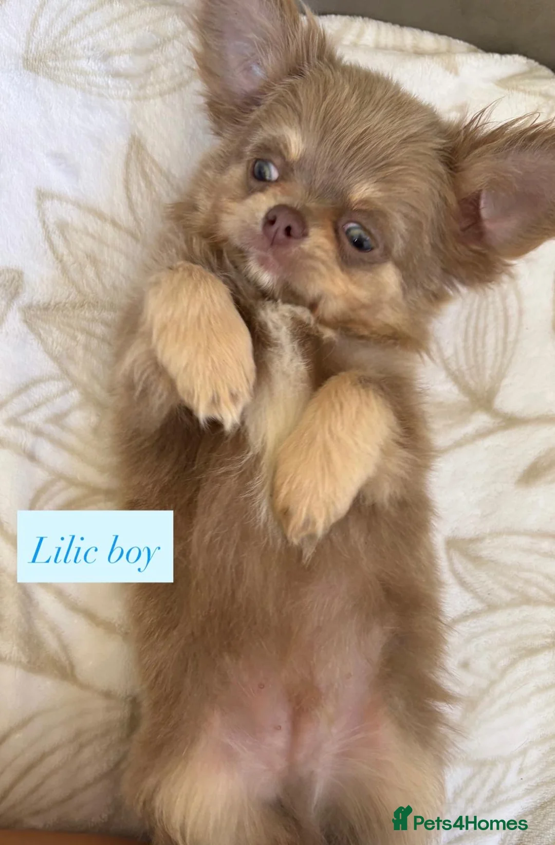 Chihuahua dogs for sale: Beautiful chihuahuas in Badminton - Advert 2