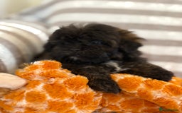 Shihpoo dogs for sale: Shih Tzu X poodle X Shihpoo - Image 9