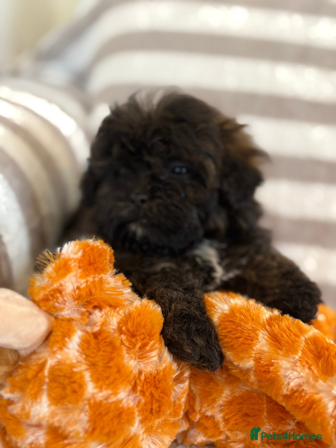 Shihpoo dogs for sale: Shih Tzu X poodle X Shihpoo - Image 9