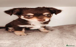 Chihuahua dogs for sale: Chocolate & White Long-Haired Chihuahua– Ready Now - Image 6