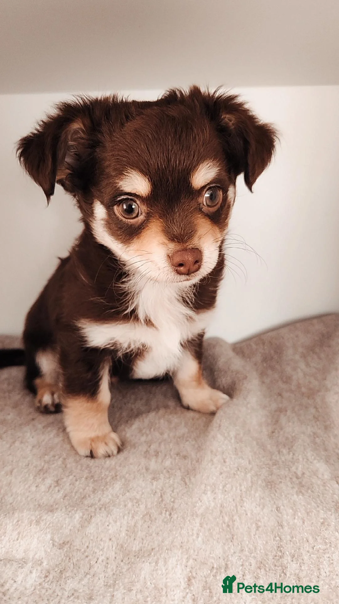 Chihuahua dogs for sale: Chocolate & White Long-Haired Chihuahua– Ready Now - Image 6