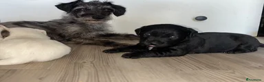 Mixed Breed 3