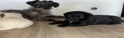 Mixed Breed dogs for sale: Patterjack  - Advert 6