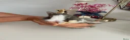 Netherland Dwarf rabbits for sale: Cute, sweet Netherland dwarf bunnies (pure breed) - Advert 10