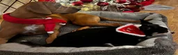 Mixed Breed dogs for adoption: Maya needs a loving home  - Advert 5