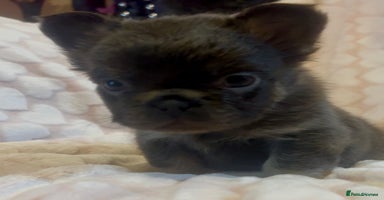 French Bulldog dogs - Advert 2