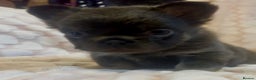 French Bulldog dogs for sale: Fluffy beautiful French bulldog baby’s  - Advert 4