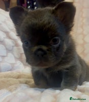 French Bulldog dogs - Advert 5