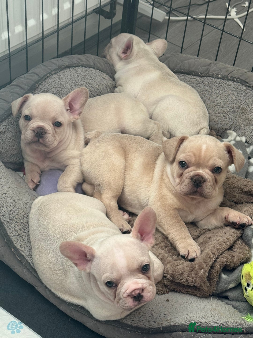 French Bulldog dogs for sale: last girl ready to leave now 🐾⚡️ - Advert 35